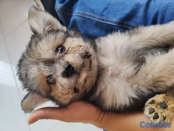 animales y mascotas - hermosa cachorra shihpoo, shih poo, poodle, peluche 5