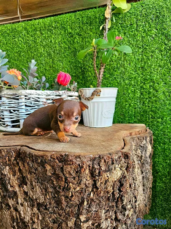 animales y mascotas - Hermosos cachorritos de chihuahua  9