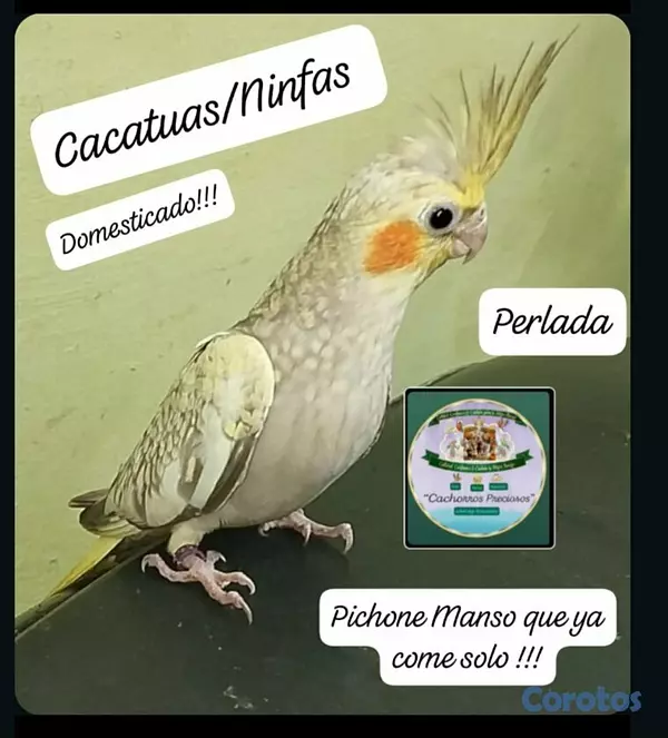 animales y mascotas - Aves Papilleras Mansa , Domesticada, para tener có 6