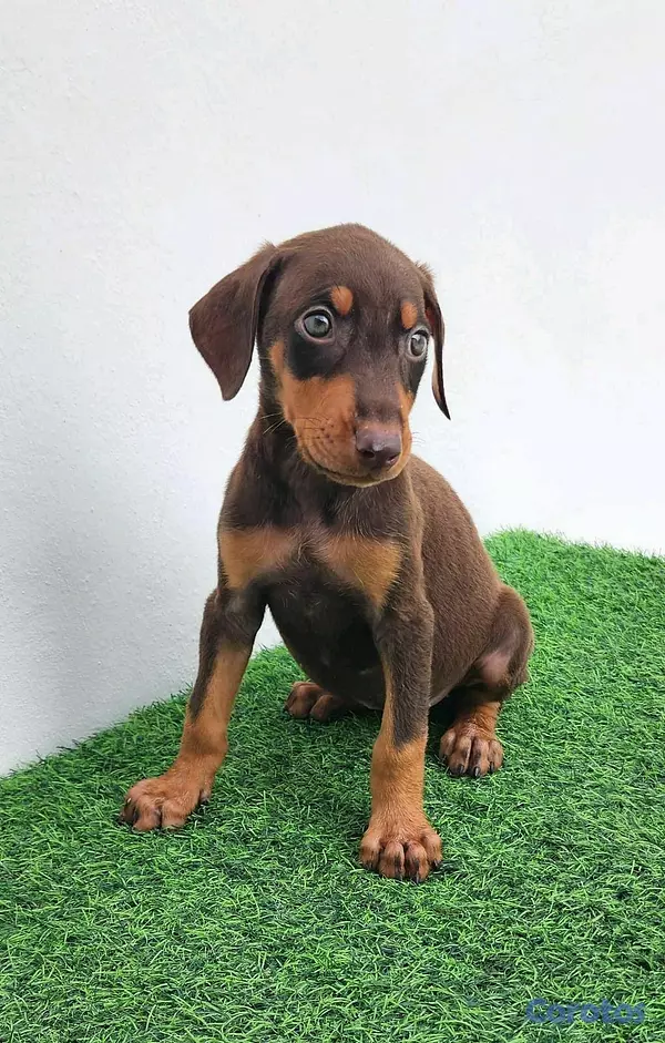 animales y mascotas - Cachorras doberman 4