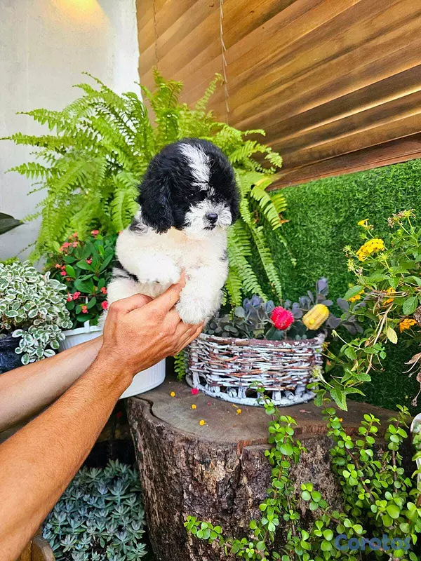animales y mascotas - Shipoo 3