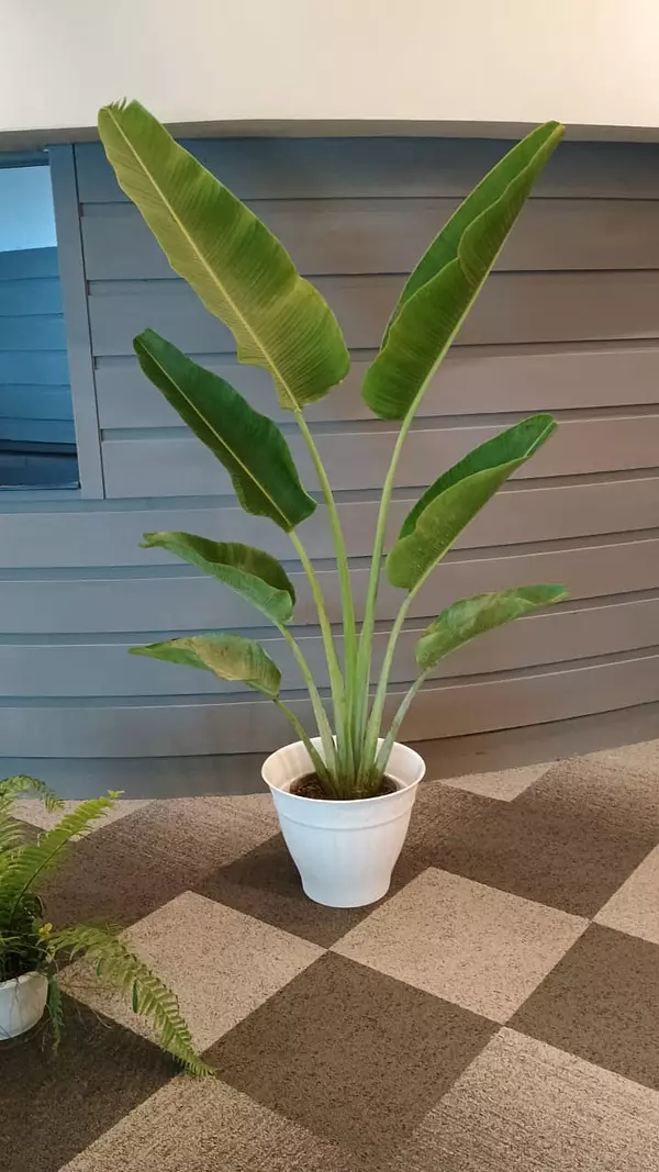 servicios profesionales - Alquiler de Plantas para Eventos 6