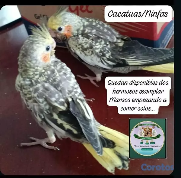 animales y mascotas - Aves Papilleras Mansa , Domesticada, para tener có 7