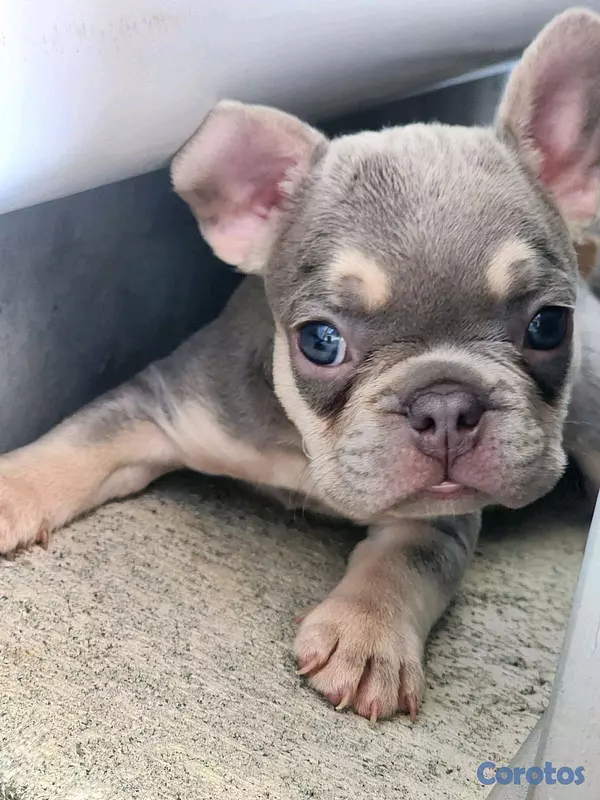 animales y mascotas - hermosos Cachorros buldog frances ambos sexo  11