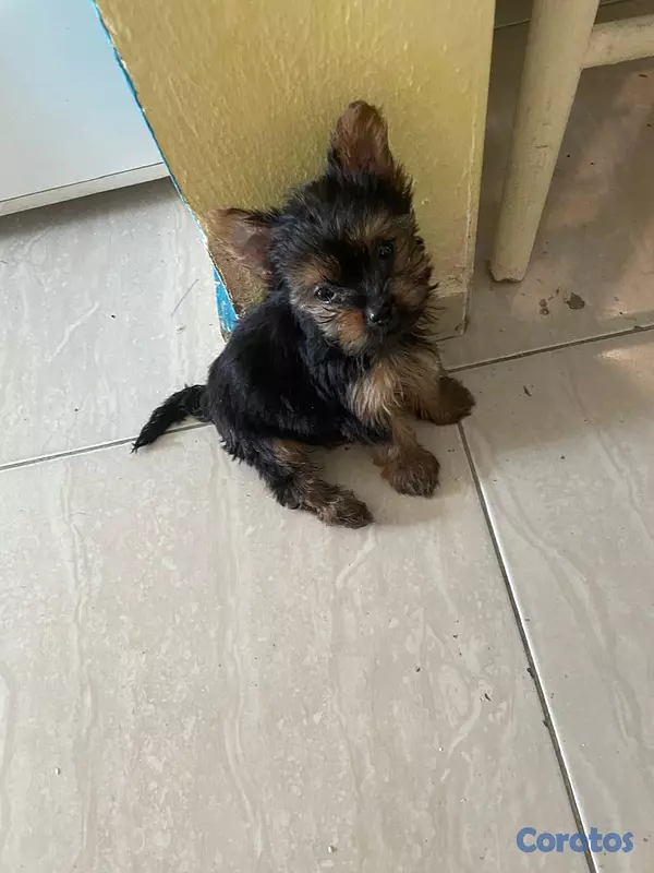 animales y mascotas - Yorkie Macho  11
