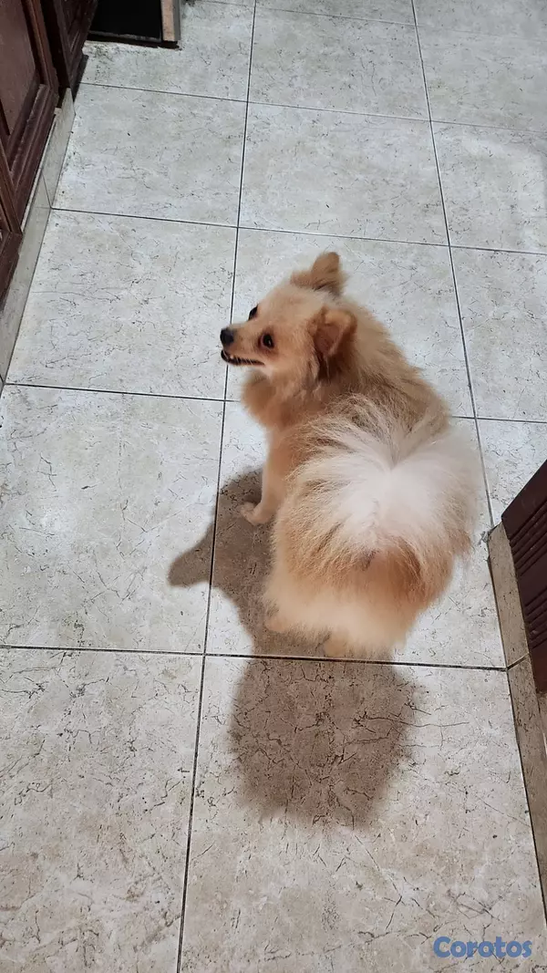 animales y mascotas - PERRO POMERANIA MACHO  6