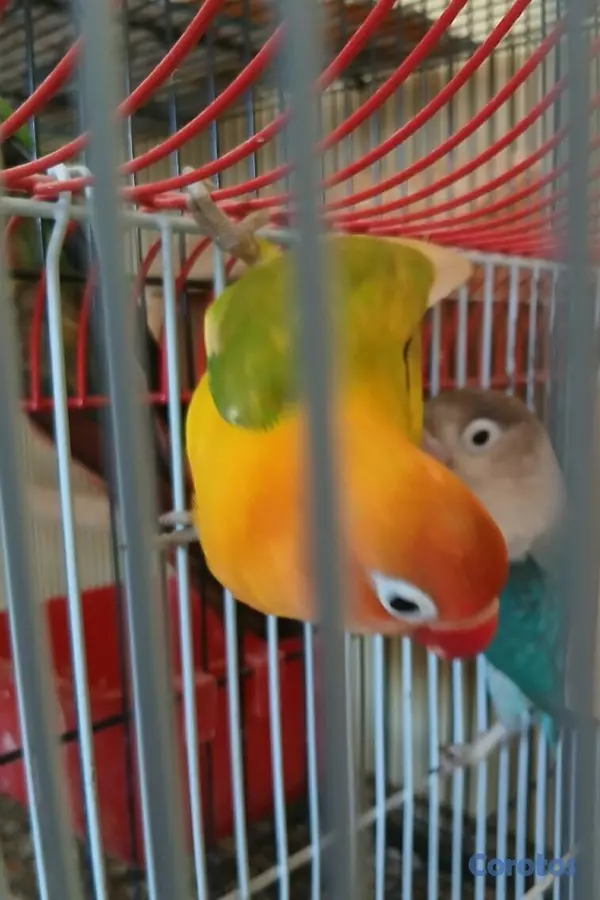 animales y mascotas - Aves Papilleras Mansa , Domesticada, para tener có 9