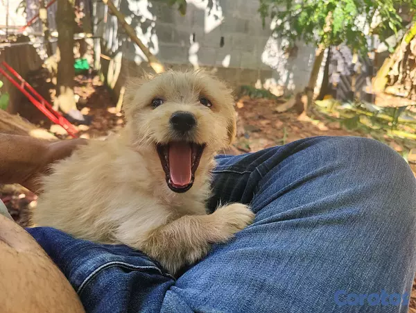 animales y mascotas - hermosa cachorra poodle, shihpoo, shihtzu, shihtzu, malte 2