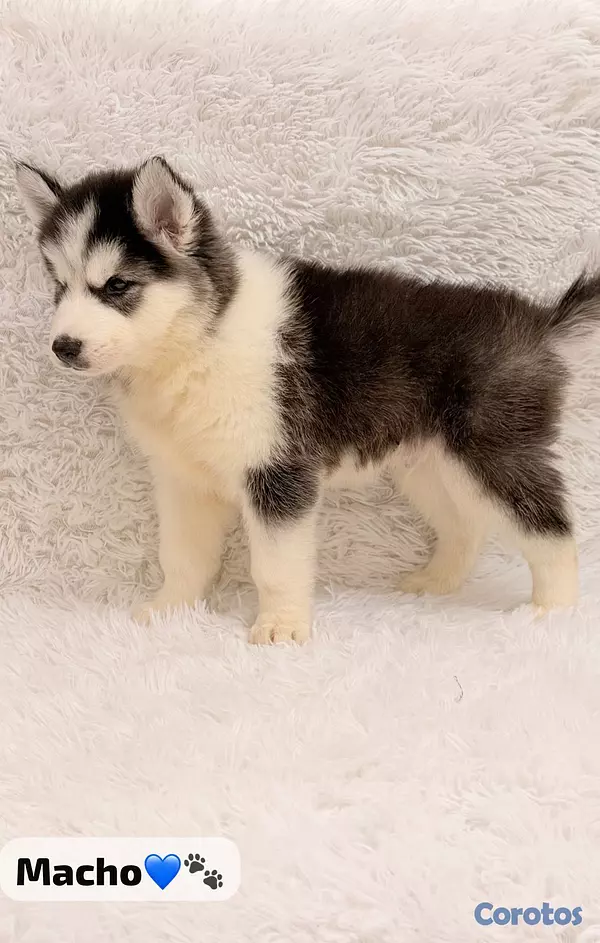 animales y mascotas - Huskys  3