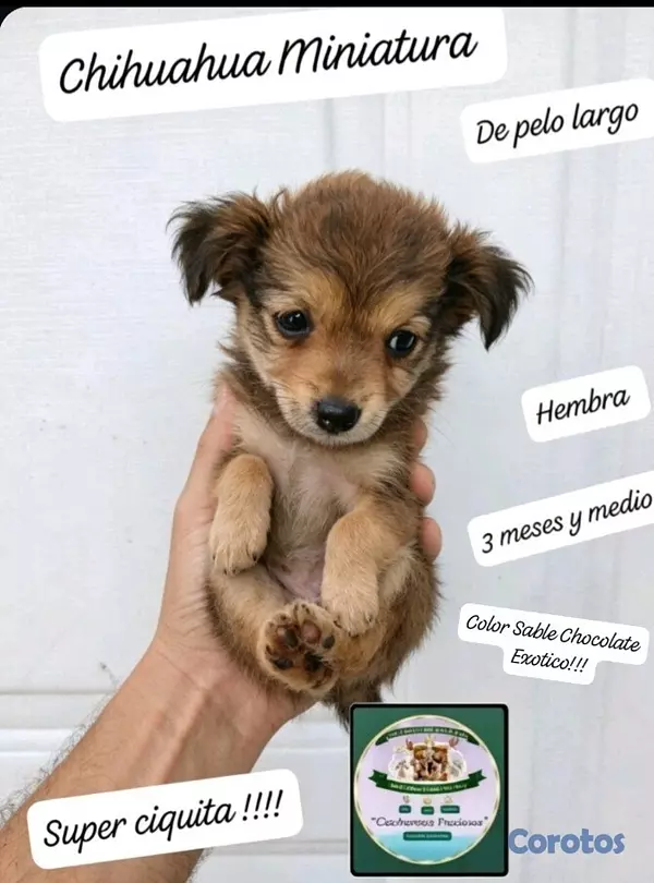 animales y mascotas - Chihuahua Mini de pelo largo  3