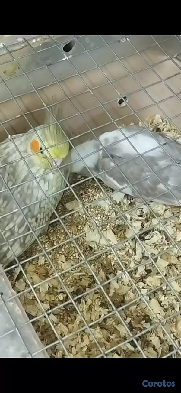 animales y mascotas - Aves Papilleras Mansa , Domesticada, para tener có 10