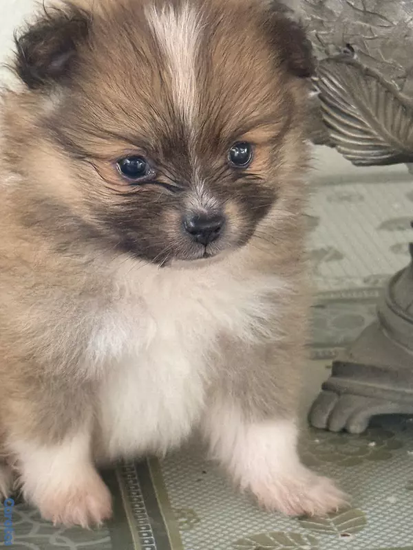 animales y mascotas - pomerania macho 2