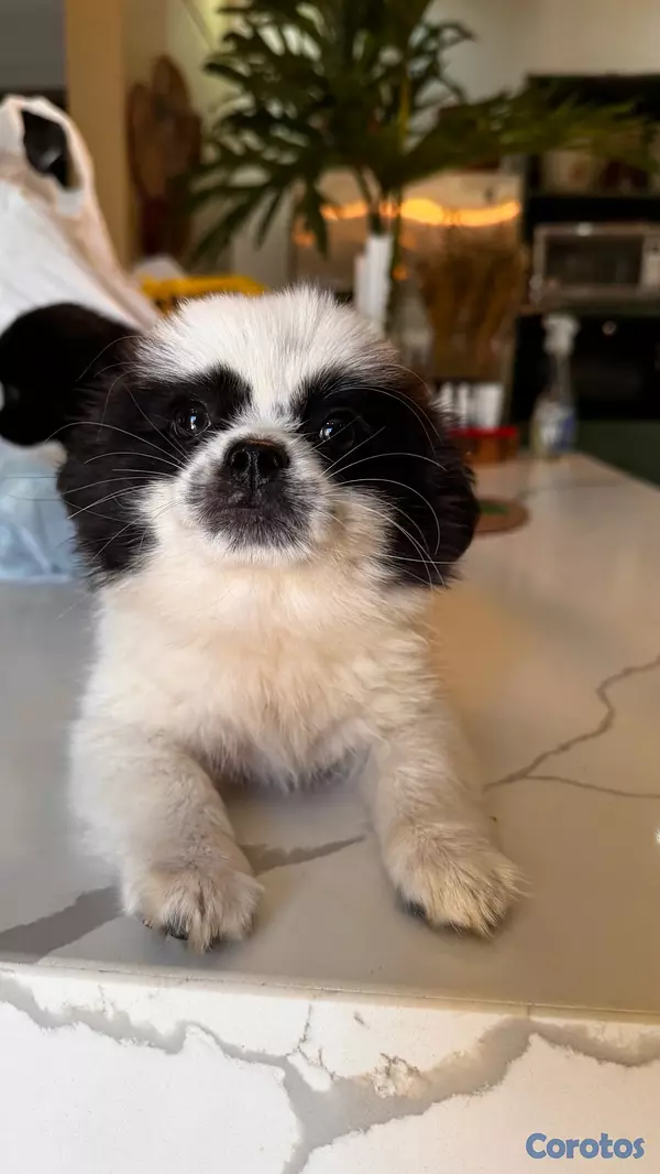 animales y mascotas - shiranias cachorros  7