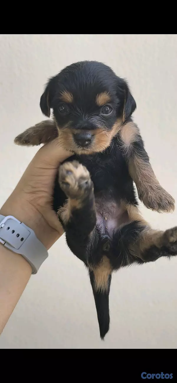 animales y mascotas -  yorkie mix 5