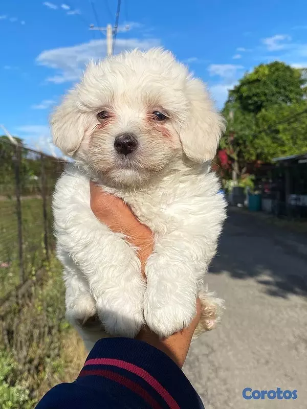 animales y mascotas - cachorro maltipoo 4