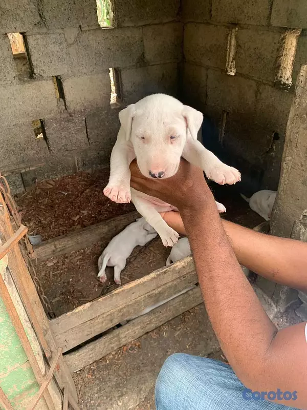 animales y mascotas - cachorros bull terrier inglés  3