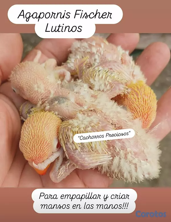 animales y mascotas - Aves Papilleras Mansa , Domesticada, para tener có 11