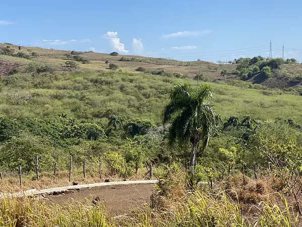 solares y terrenos - finca de 300 tareas acta para desarrollar o para ganadería  2