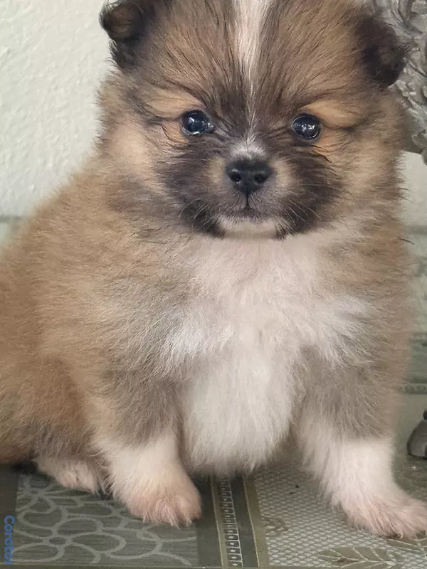 animales y mascotas - pomerania macho 3