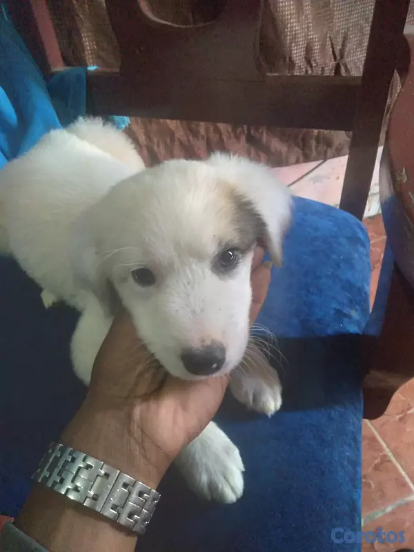 animales y mascotas - Vendo a mi bebe una pastor maremmano 4