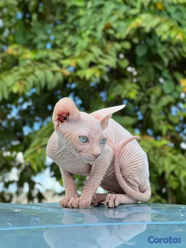 animales y mascotas - gatos esfinges machos y hembras  2