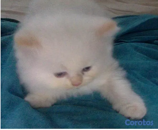 animales y mascotas - Gatitos Persas Doll Faces de Diferentes Tipos 1