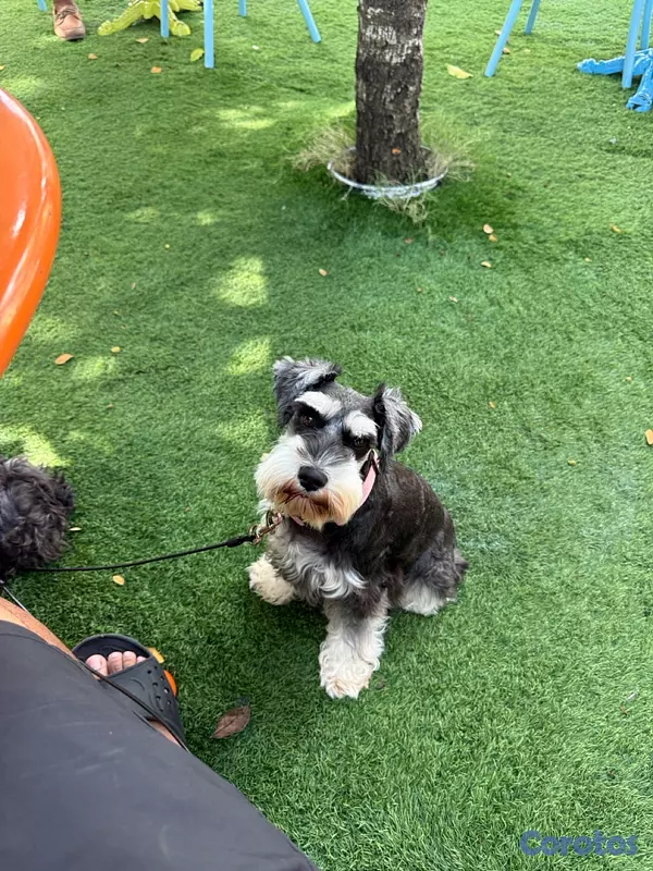 animales y mascotas - schnauzer para encarar  2