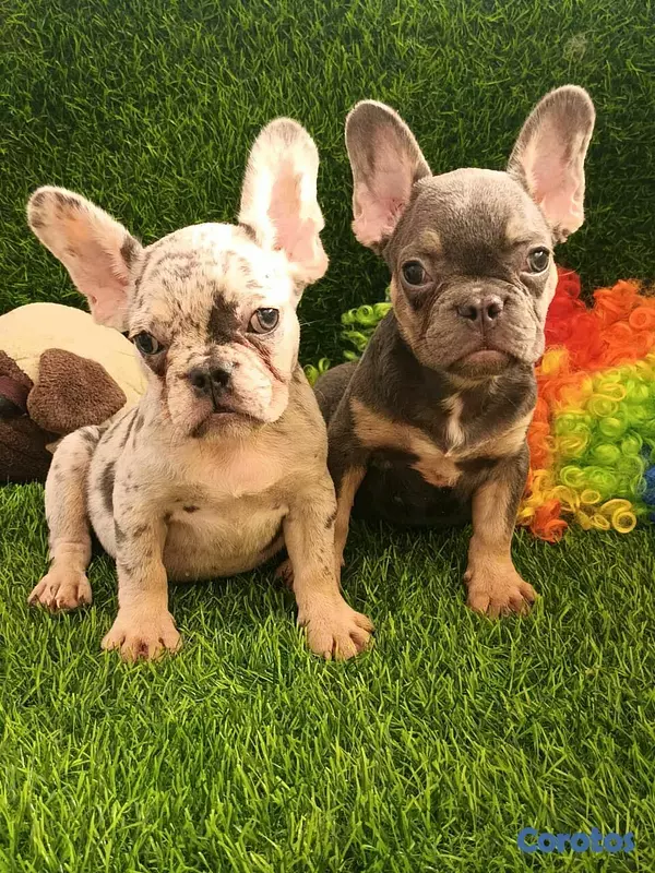 animales y mascotas - hermosos Cachorros Buldog frances  4