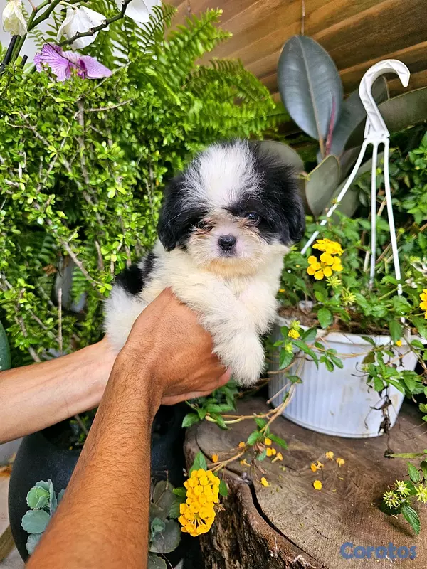animales y mascotas - Shitzu mini super pequeñito y peluditos 100% 8