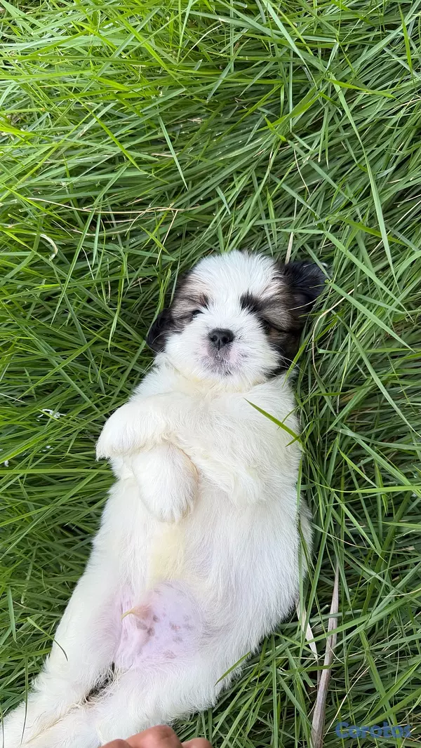 animales y mascotas - shipoo macho 4