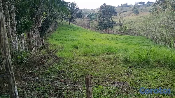 solares y terrenos - finca de 80 tareas con vocación Agrícolas en sabana grande de boya  2