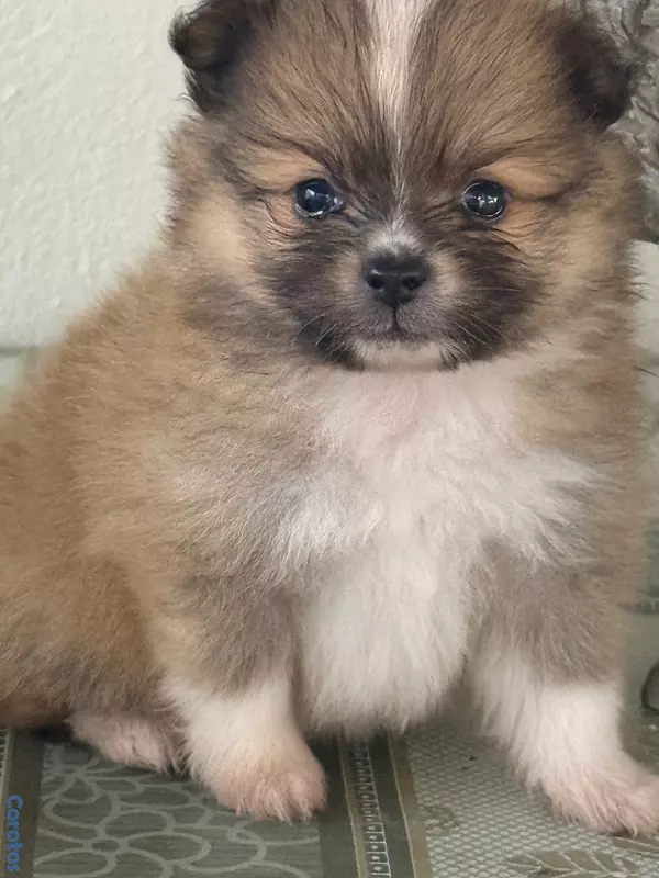 animales y mascotas - pomerania macho 4