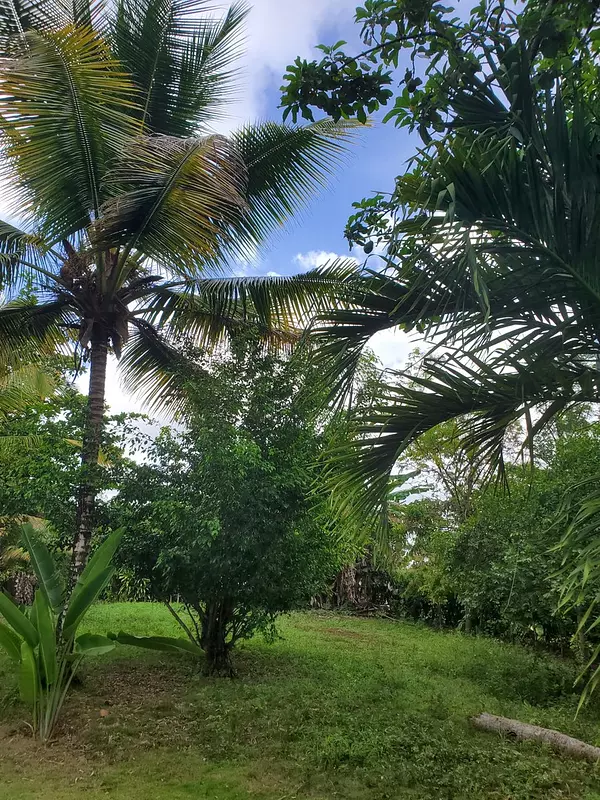 solares y terrenos - Terreno de 10,358 Mts2 en Playa Rincon, Samana  2
