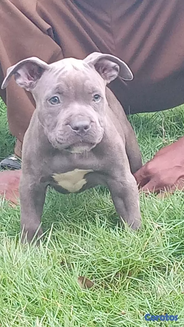animales y mascotas - Pitbull 7