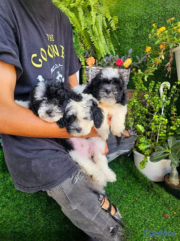 animales y mascotas - Shipoo 4