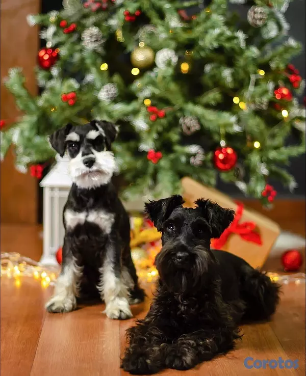 animales y mascotas - schnauzer para encarar  3