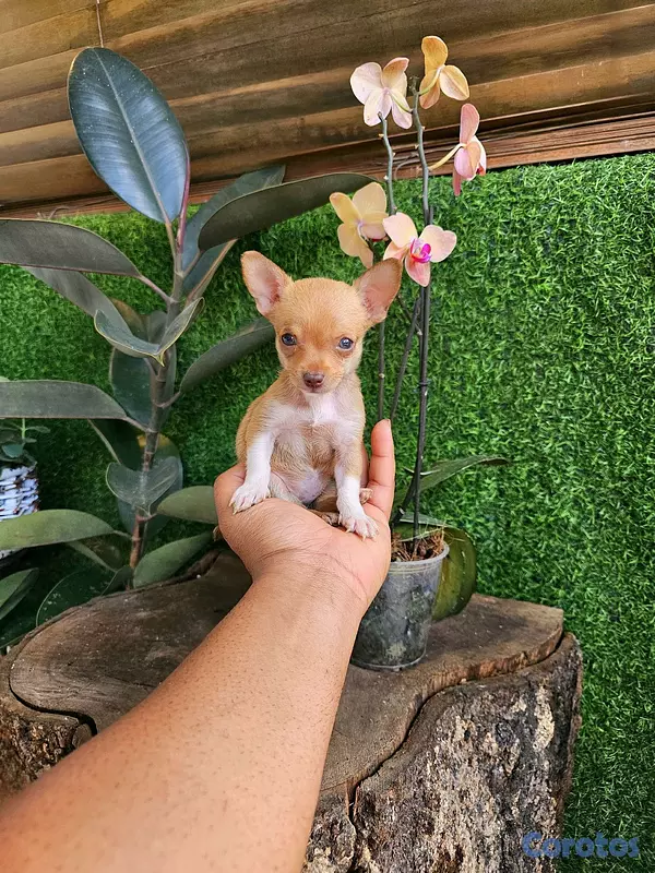 animales y mascotas - chihuahua mini pequeñitos 100% 2