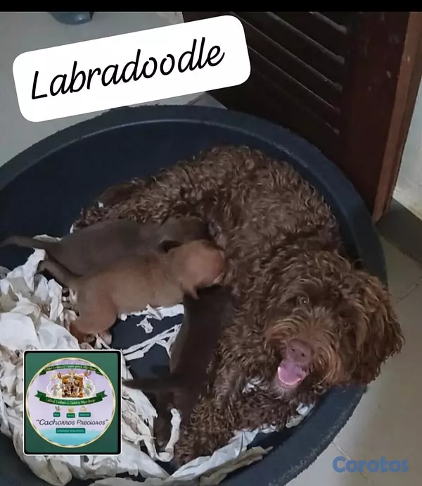 animales y mascotas - Labradoodle  6