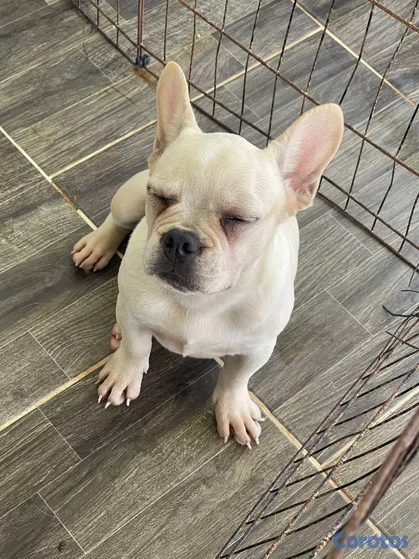 animales y mascotas - CACHORRO BULLDOG FRANCÉS HEMBRA  2