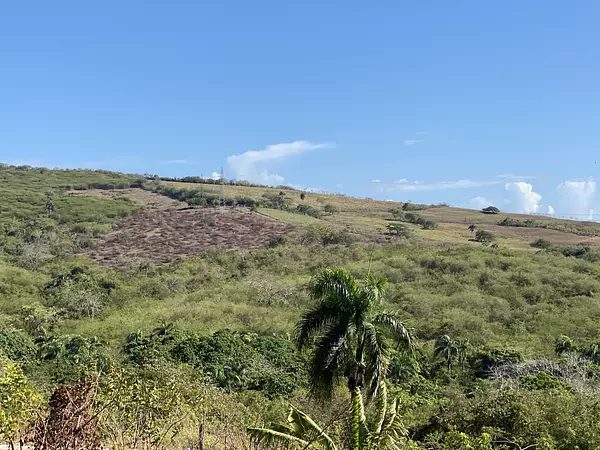 solares y terrenos - finca de 300 tareas acta para desarrollar o para ganadería  4