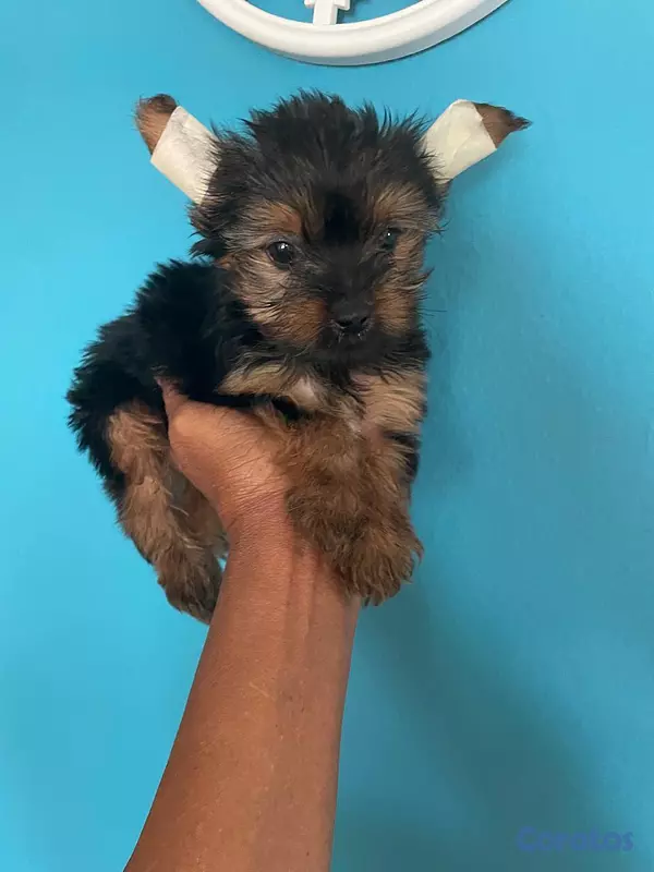 animales y mascotas - Yorkie Macho  2