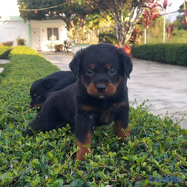 animales y mascotas - hermosos Cachorros de rottwailer de la mejor linea del pais  4