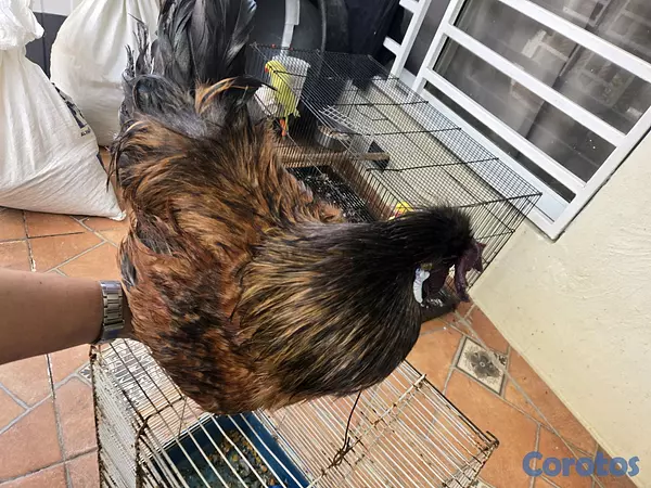 animales y mascotas - Gran variedad  8