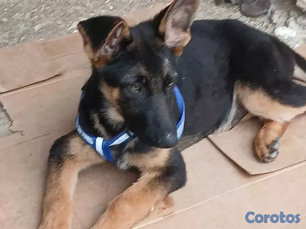 animales y mascotas - CACHORRO PASTOR ALEMAN, 4 MESES, VACUNADO Y DEPARA 4