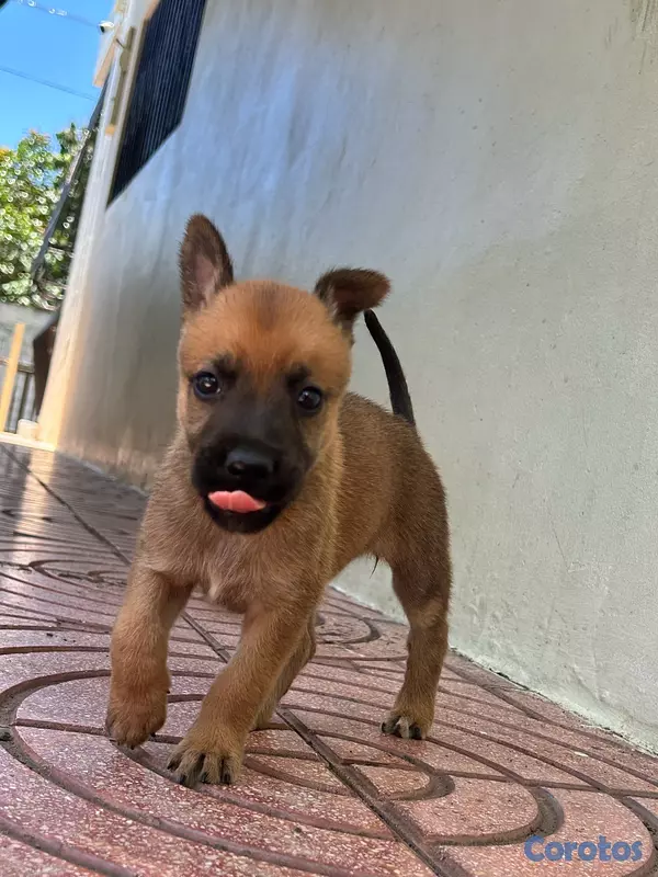animales y mascotas - pastor belga  7