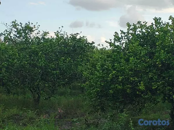 otros inmuebles - 🔵Finca 5,000 Tareas de limón en producción en Mont 8
