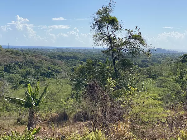 solares y terrenos - finca de 300 tareas acta para desarrollar o para ganadería  6