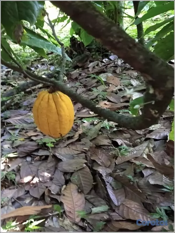 solares y terrenos - ULTIMA REBAJA en Finca de CACAO en PRODUCCION, 112 2