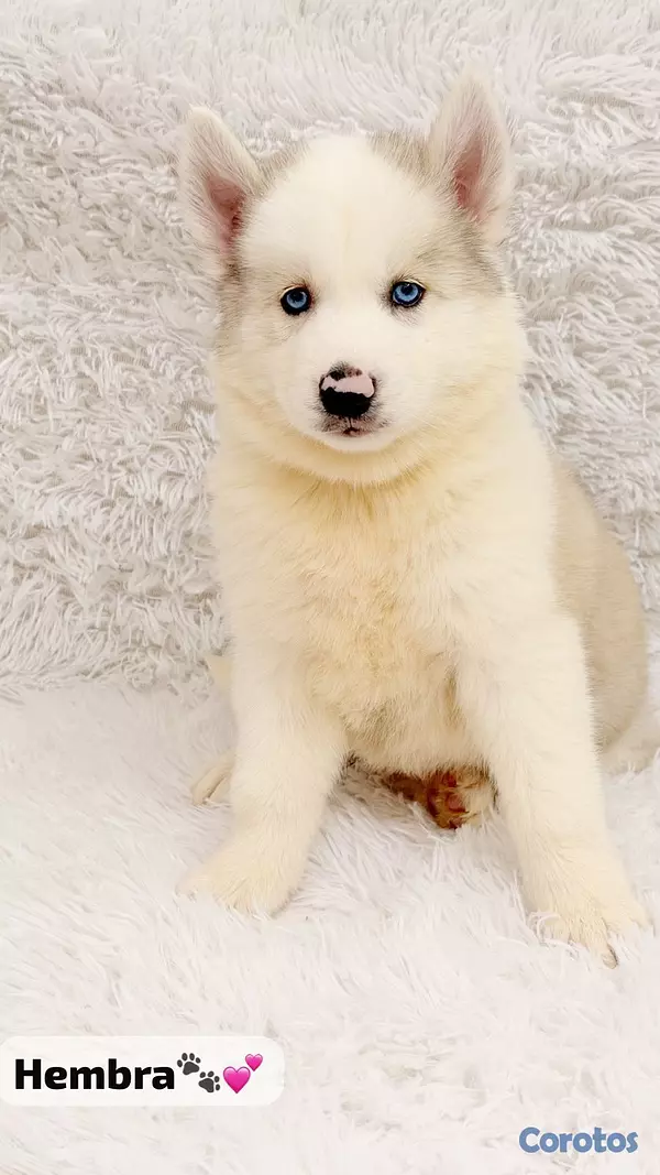 animales y mascotas - Huskys  5