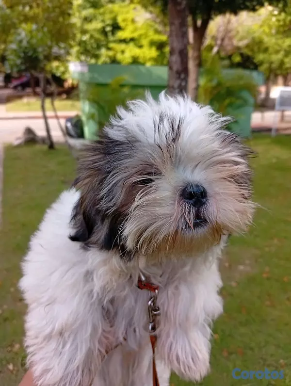 animales y mascotas - SHIH TZU MACHO 2